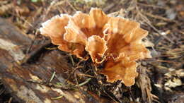 Image of Podoscypha petalodes (Berk.) Boidin 1959