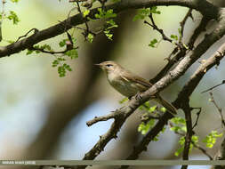 Image of Siberian Chiffchaff