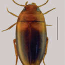 Image of Hydrodytes