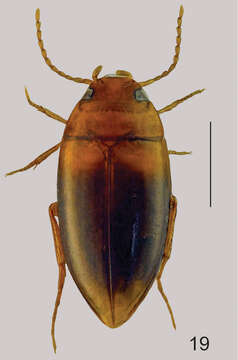 Image of Hydrodytes