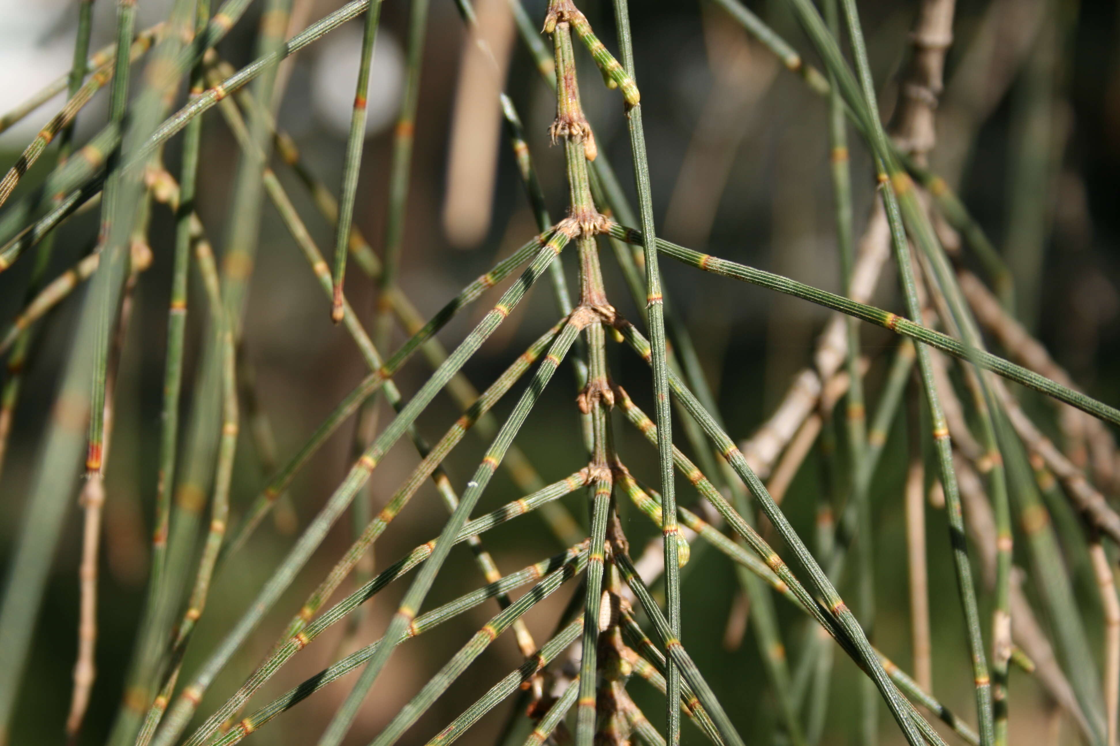 Image of drooping she-oak