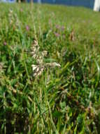 Image of Smooth Meadow-grass