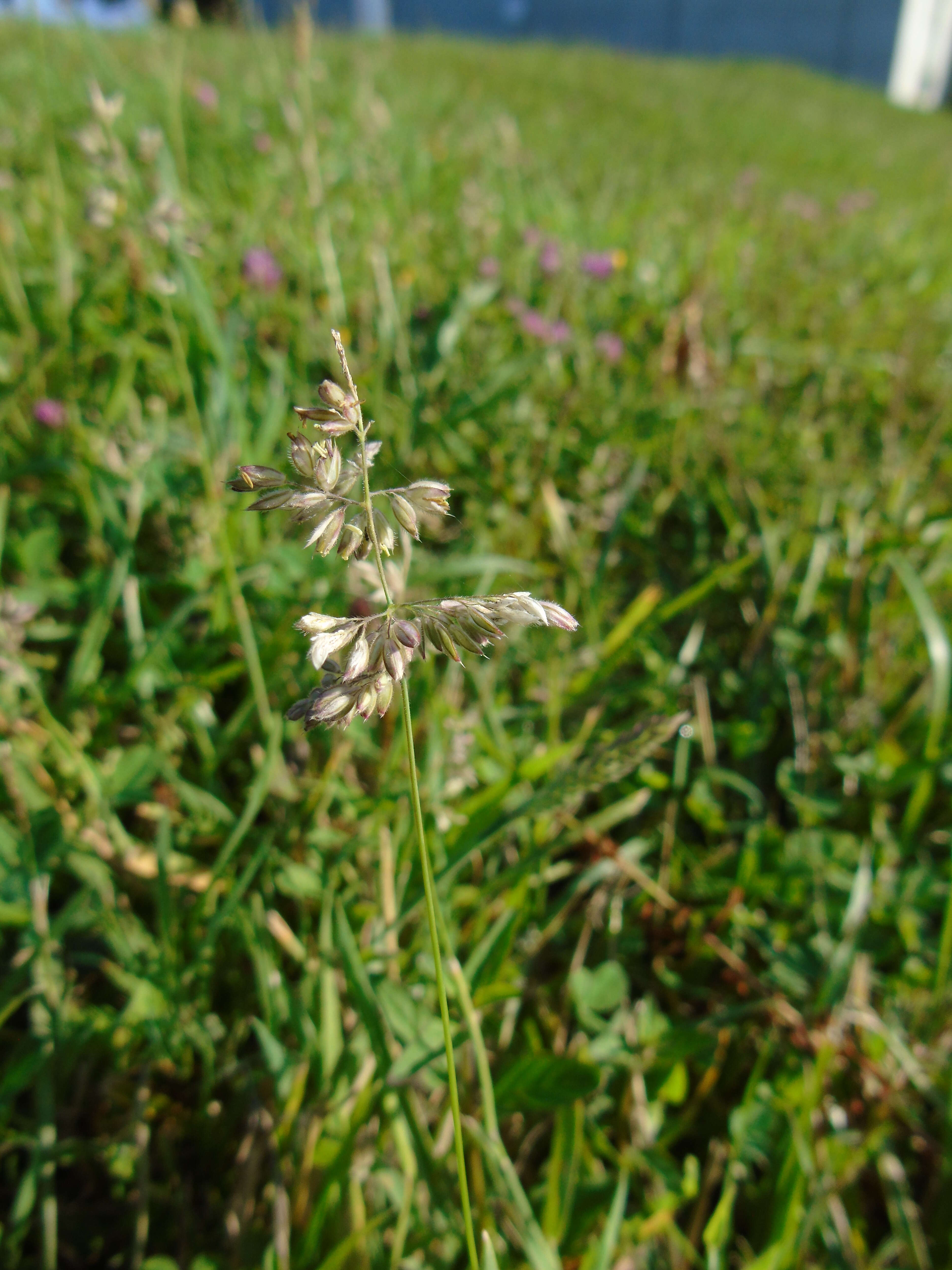 Image of Smooth Meadow-grass