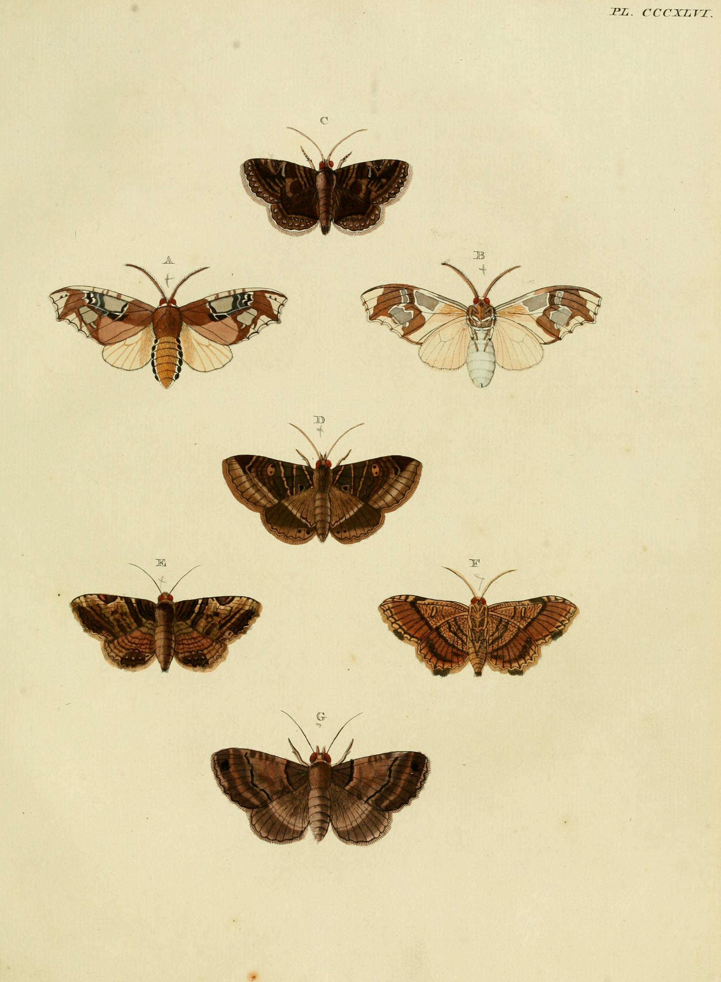 Imagem de Parathyris cedonulli Stoll 1781