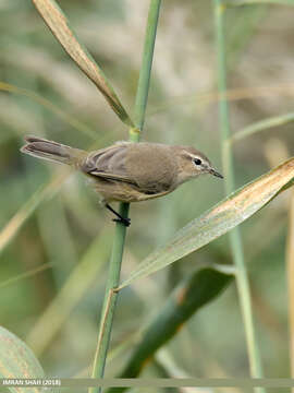 Image of Siberian Chiffchaff