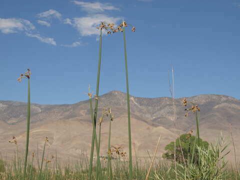 Image of Hardstem bulrush