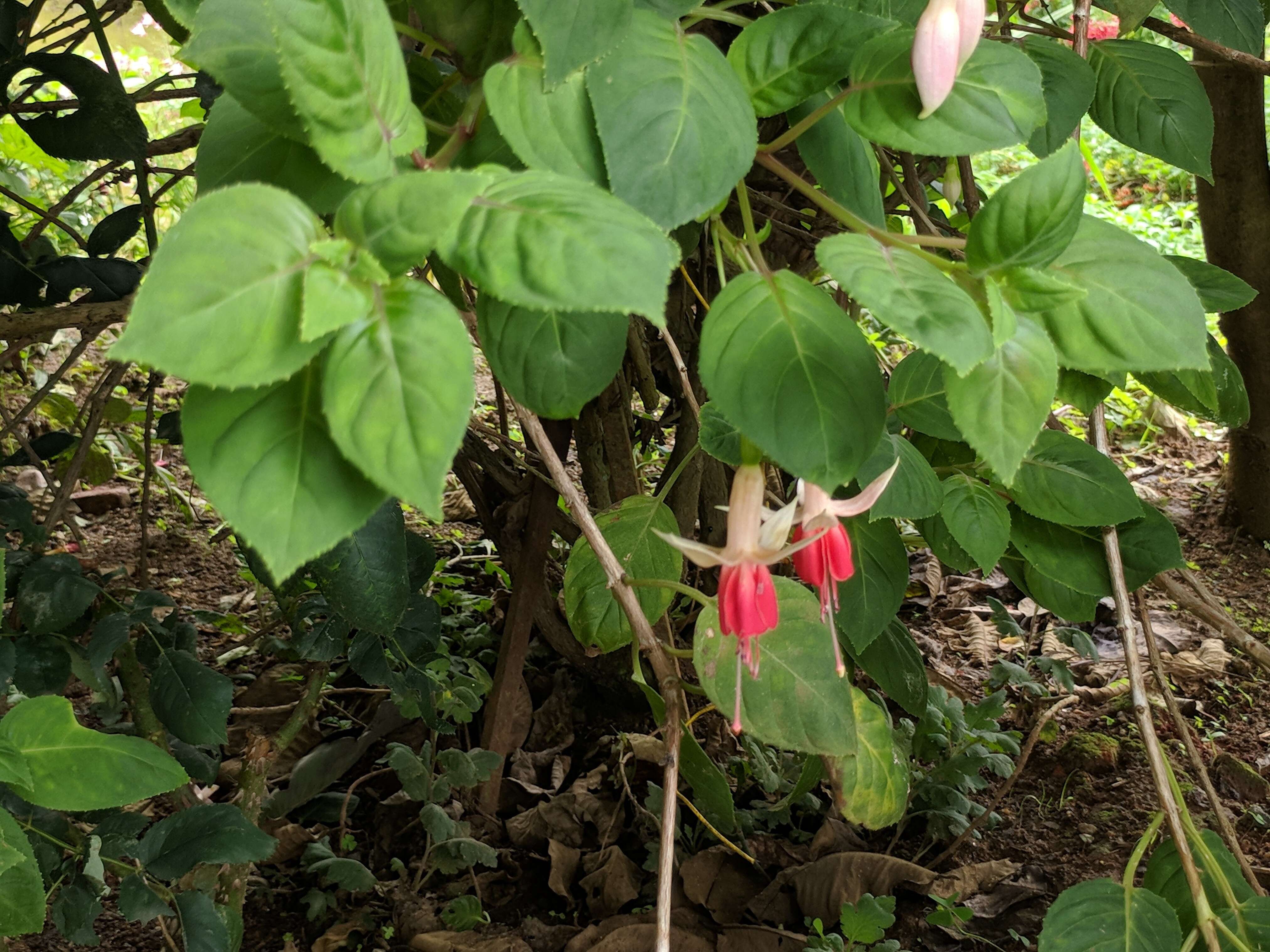 Image of Fuchsia