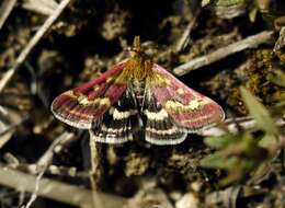 Image de Pyrausta ostrinalis Hübner 1796