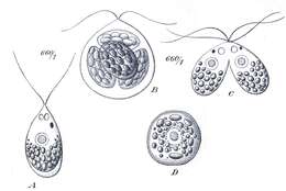 Sivun Polytoma Ehrenberg 1831 kuva