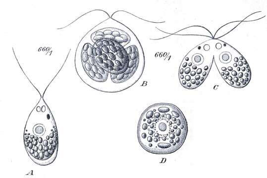 Image of Polytoma Ehrenberg 1831