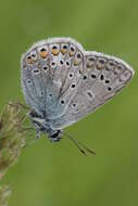 Image of common blue