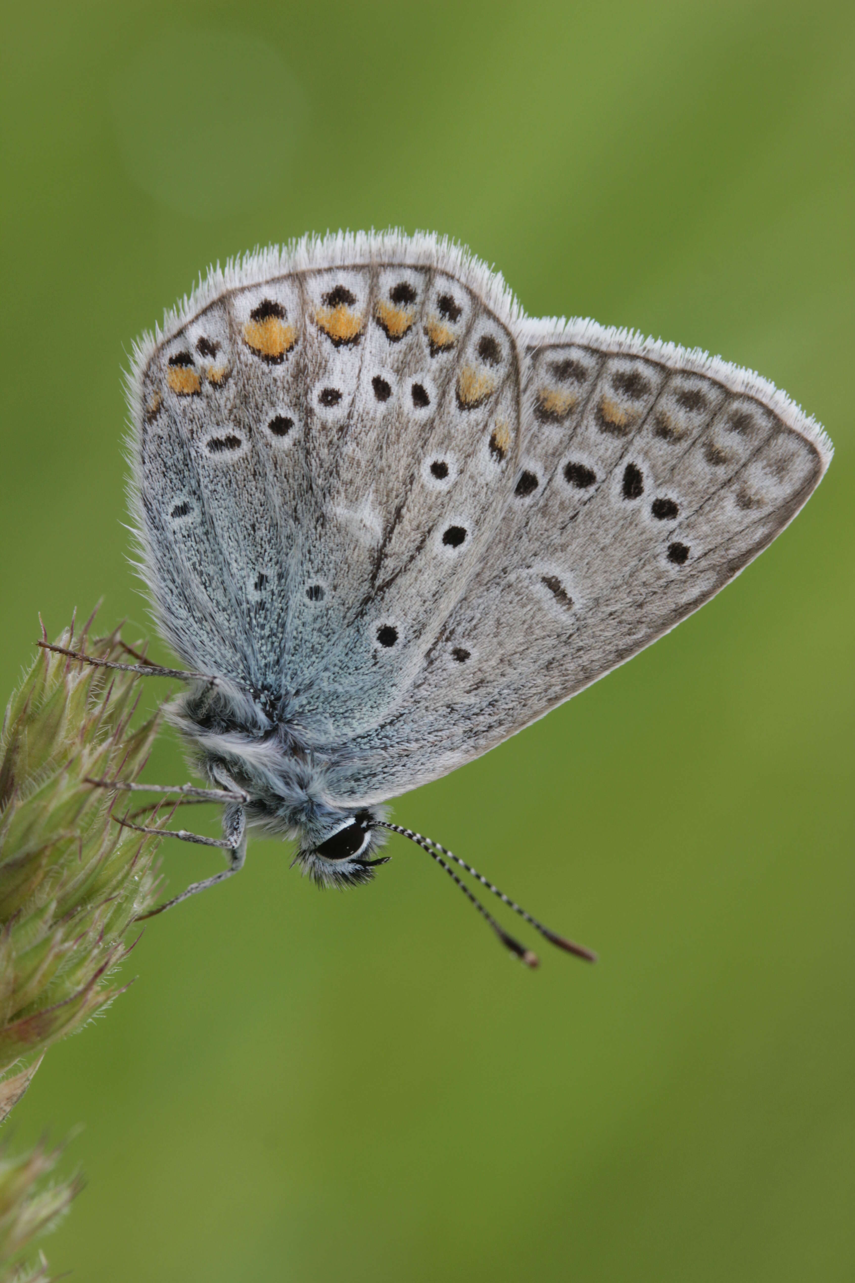 Image of common blue