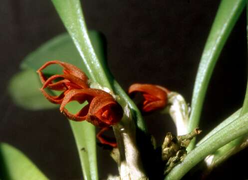 Image of Specklinia tribuloides (Sw.) Pridgeon & M. W. Chase