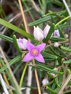 Image of boronia