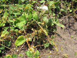 Image of Cuscuta campestris