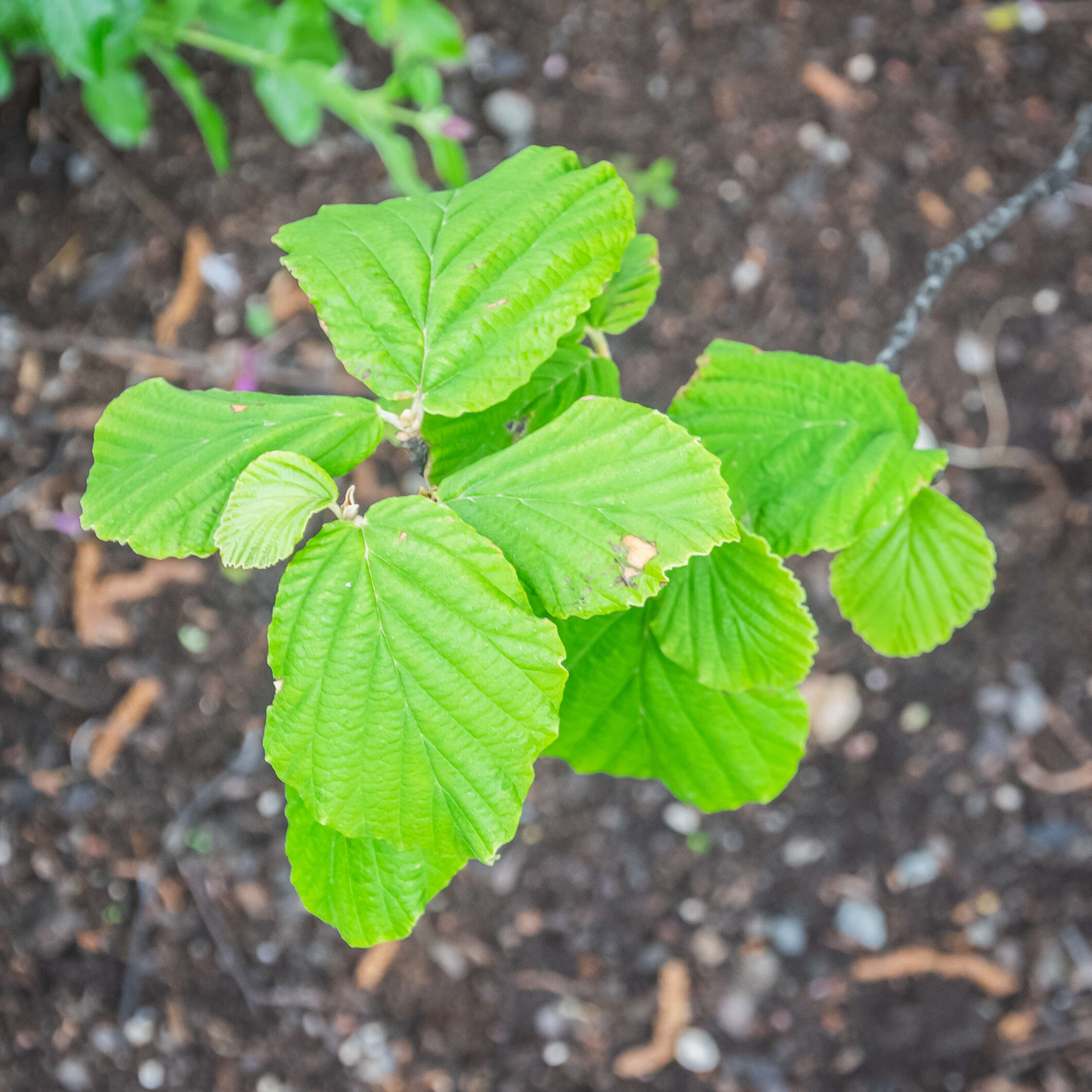 Hamamelis mollis Oliv. resmi