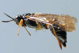 Imagem de Blasticotomidae