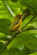 Image of Rufous Piculet