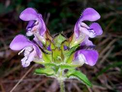 Image of large-flowered selfheal