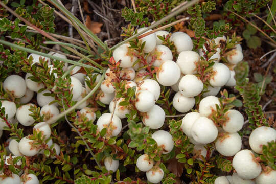 Image of Gaultheria mucronata (L. fil.) E. J. Remy