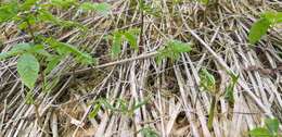 Image of Chinese ginseng