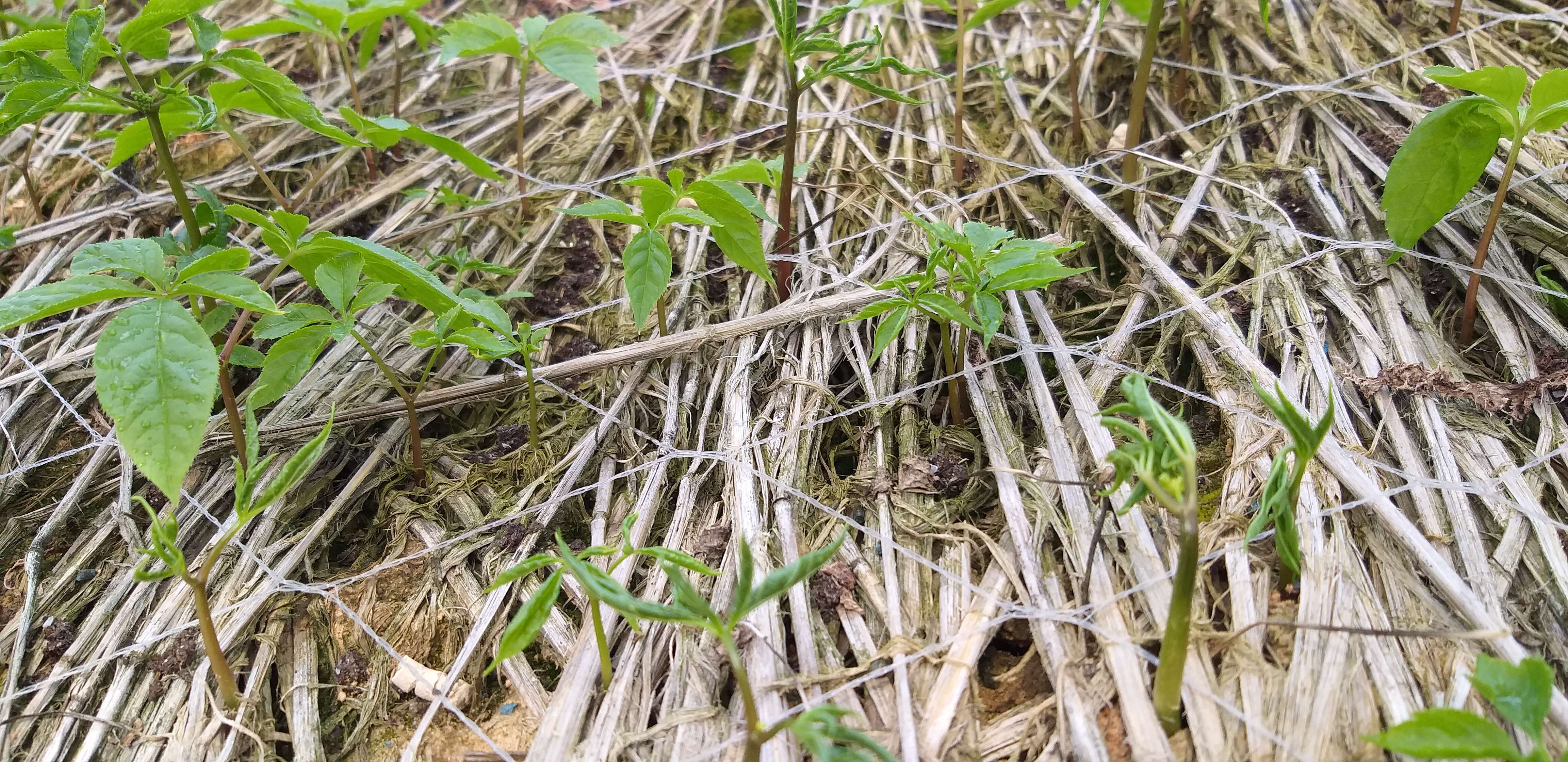 Image of Chinese ginseng