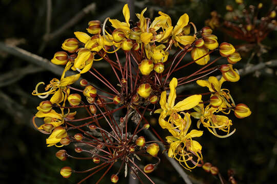 Слика од Cassia abbreviata Oliv.