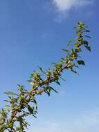 Image of Mediterranean Amaranth