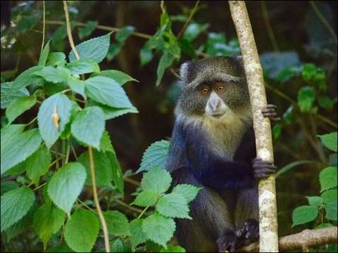 Image of blue monkey