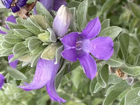 Image de Eremophila mackinlayi F. Muell.