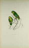 Image of Mexican Parrotlet