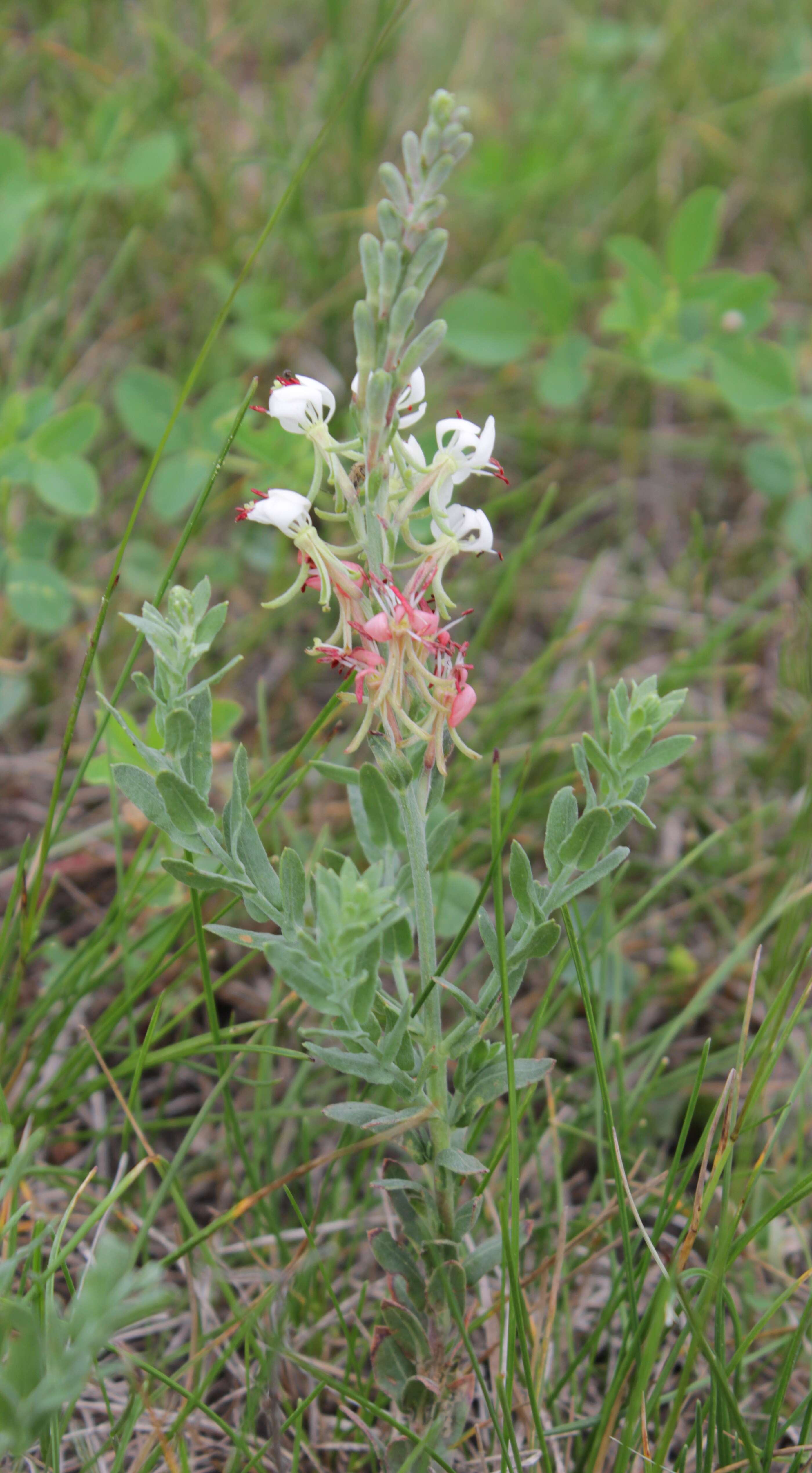 Image of scarlet beeblossom