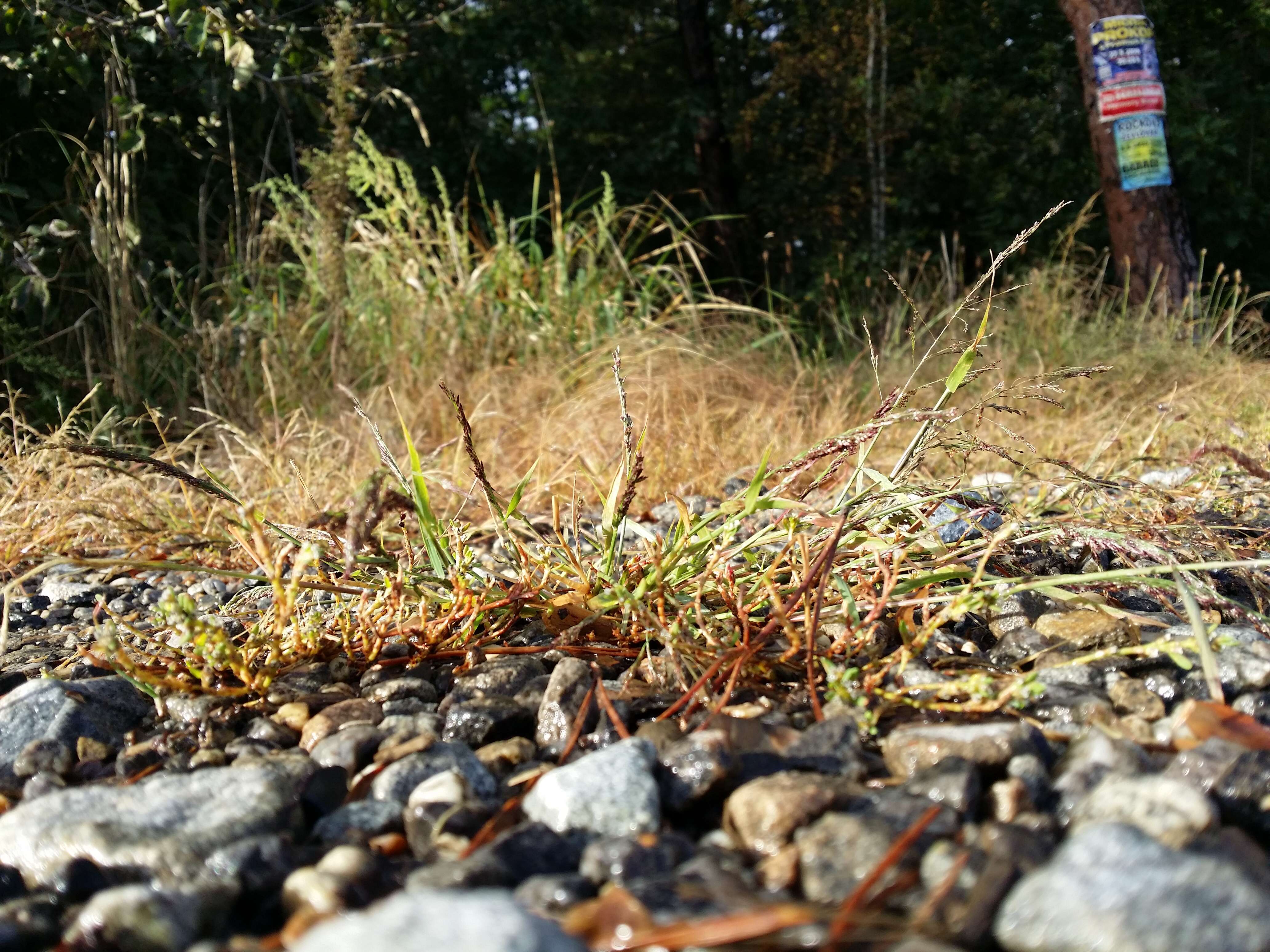 Image of Indian lovegrass