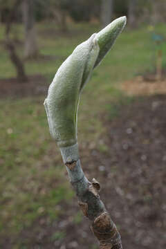 Image of Big-Leaf Magnolia