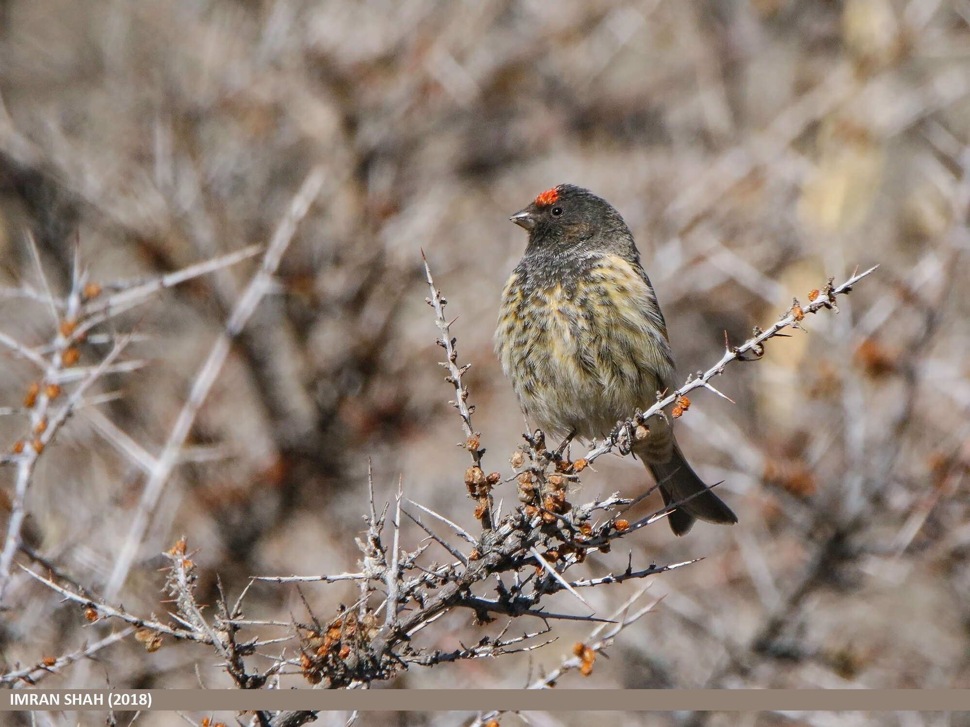 Image of Fire-fronted Serin