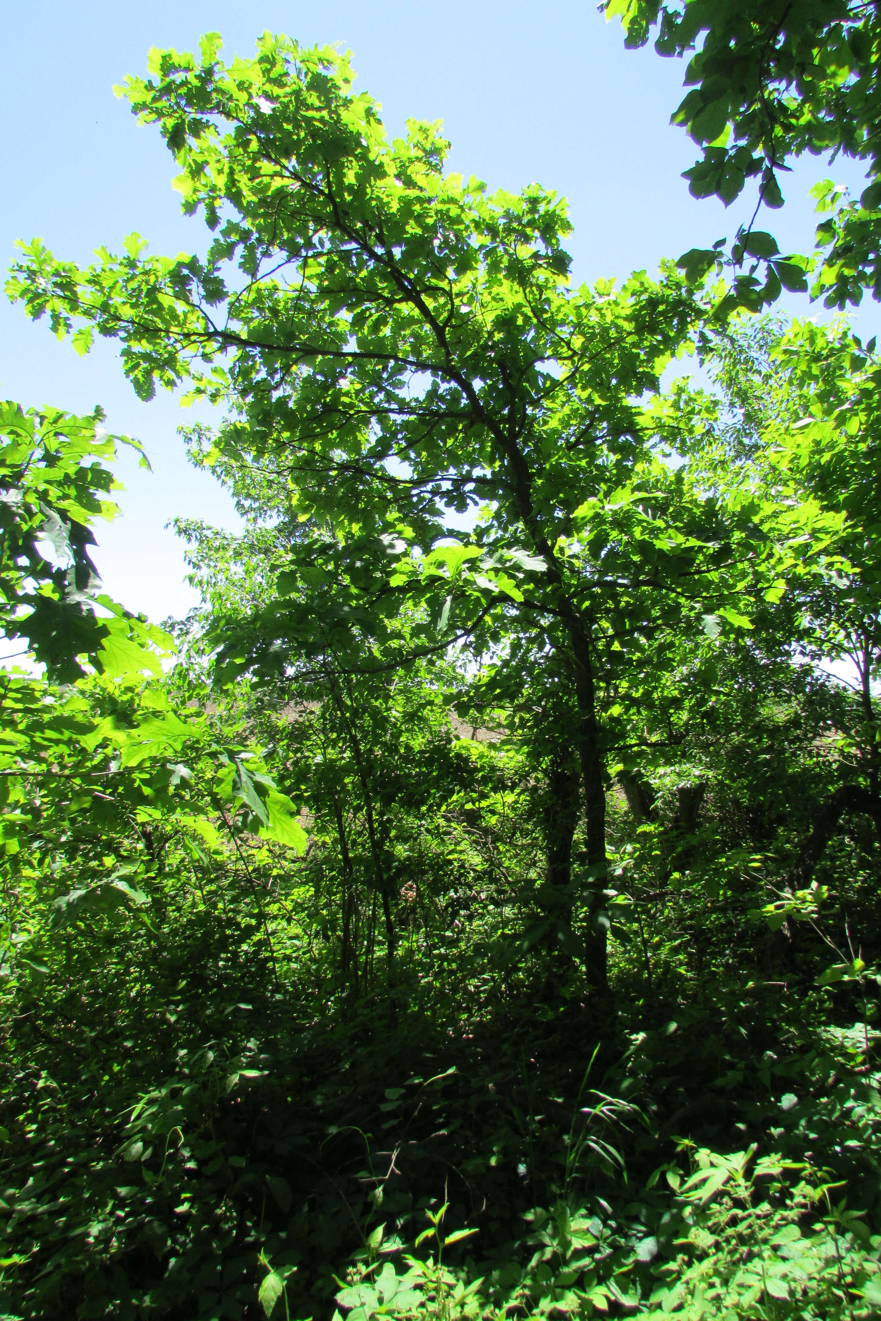 Quercus ellipsoidalis E. J. Hill resmi