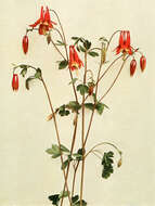 Image of red columbine