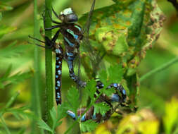 Image of Lance-Tailed Darner