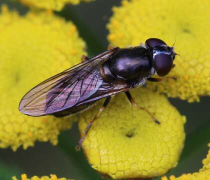 Image of <i>Cheilosia scutellata</i>