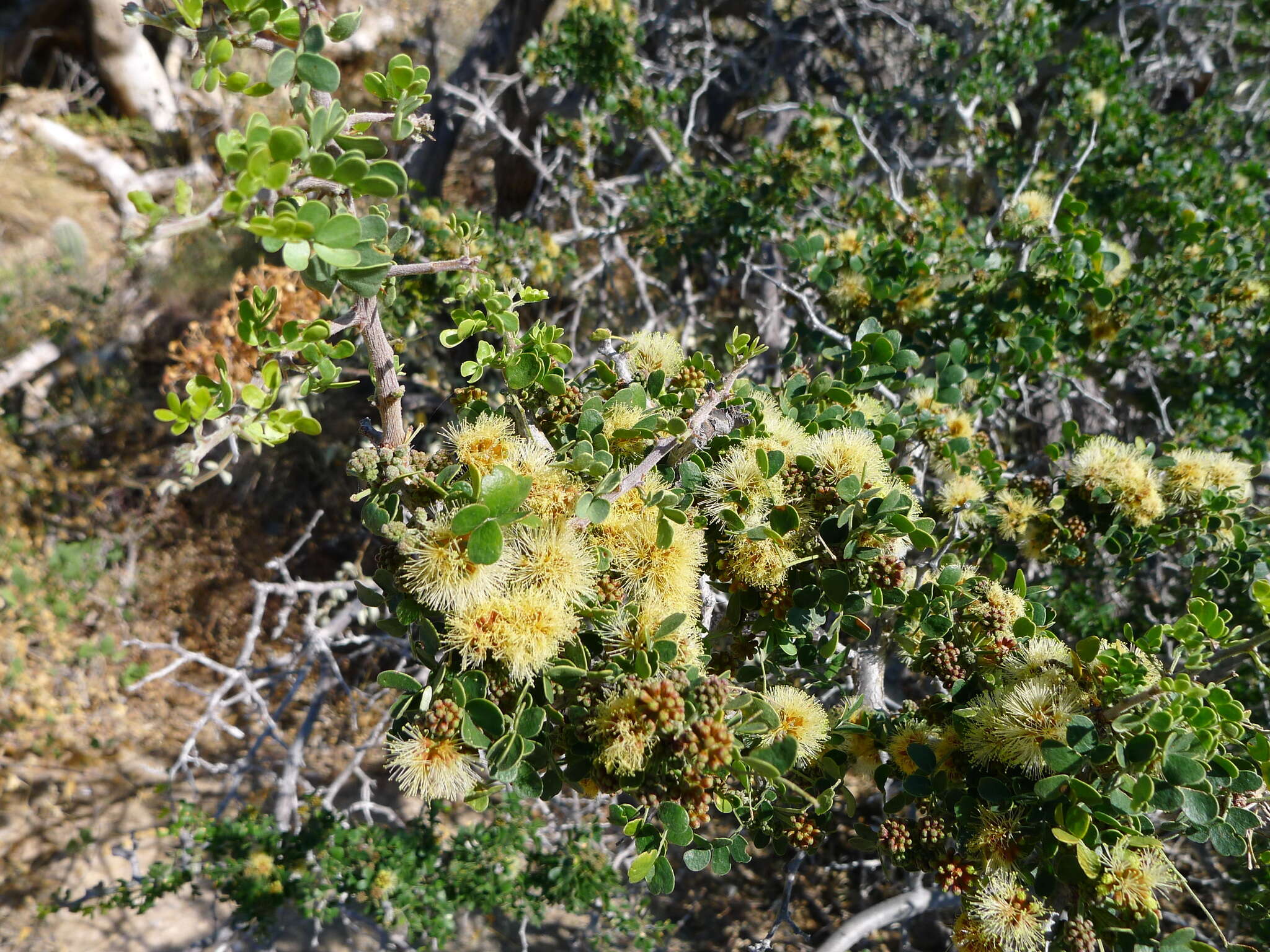 Image of Ebenopsis confinis (Standl.) Barneby & J. W. Grimes