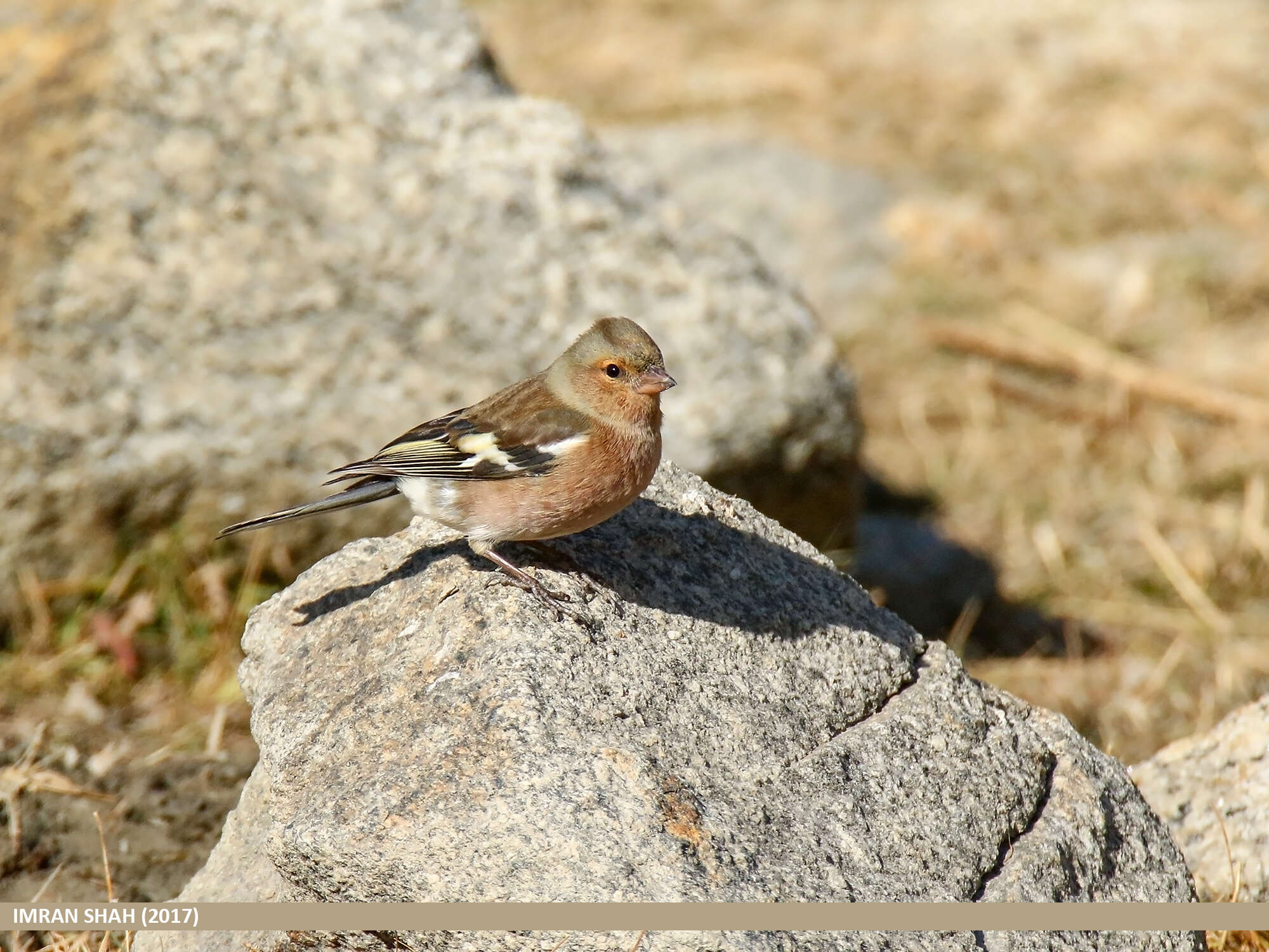 Image of Fringilla Linnaeus 1758