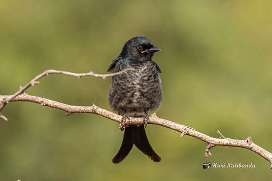 Image of Black Drongo