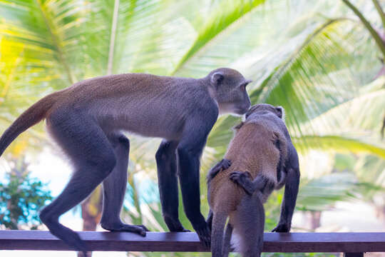 Слика од Cercopithecus mitis albogularis (Sykes 1831)