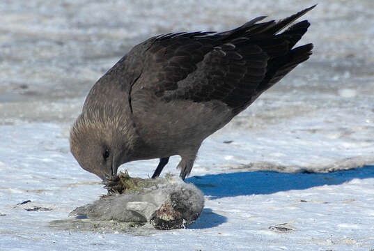 Image of South Polar Skua