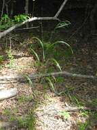 Image of Nottoway Valley brome