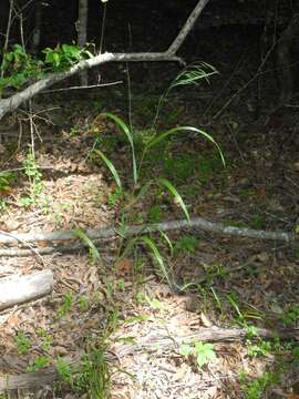 Imagem de Bromus nottowayanus Fernald