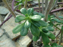 Image of tree stonecrop