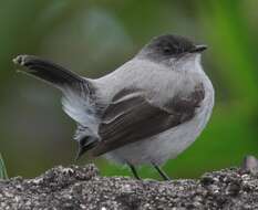 Image of Torrent Tyrannulet