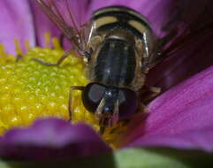 Image of Helophilus fasciatus Walker 1849