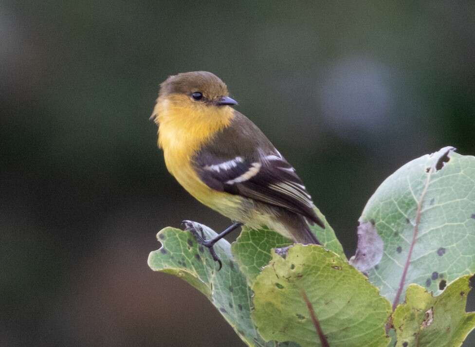 Nephelomyias ochraceiventris (Cabanis 1873)的圖片